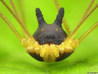 bunny harvestman|The Bunny Harvestman – A Tiny Arachnid Shaped。